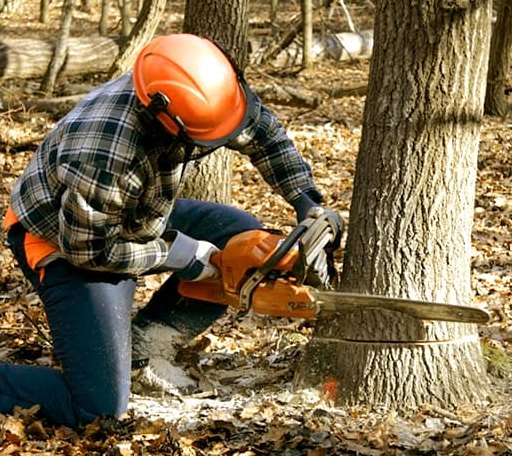 Tree Removal in Oak Ridge, NC